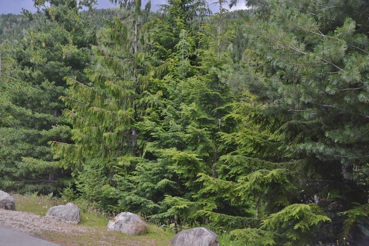 pine trees